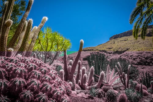Cactuses in Gran Canaria visited using car rental from easyCar